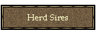 Herd Sires